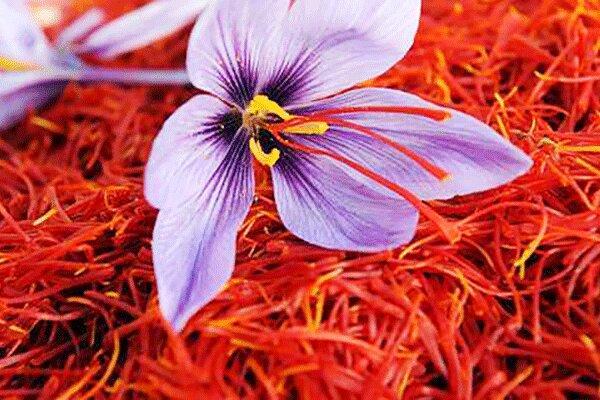 کاشت زعفران در گناباد سابقه 700 ساله دارد
