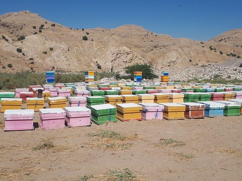 خبرنگاران برداشت عسل کنار از زنبورستان های لالی آغاز شد خبرنگاران برداشت عسل کنار از زنبورستان های لالی آغاز شد