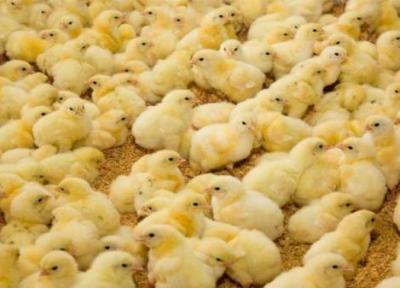 افزایش 41 درصدی جوجه ریزی در مرغداری های خوزستان