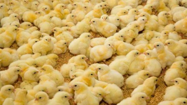 افزایش 41 درصدی جوجه ریزی در مرغداری های خوزستان
