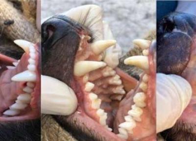 شیطان تاسمانی، جانوری که در تمام طول عمر خود فقط یک دوره دندان در می آورد، عکس